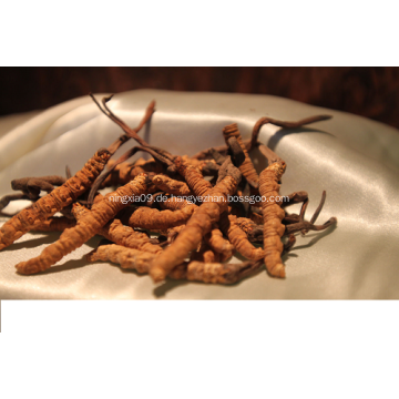 Cordyceps-Polysaccharid-Extraktpulver